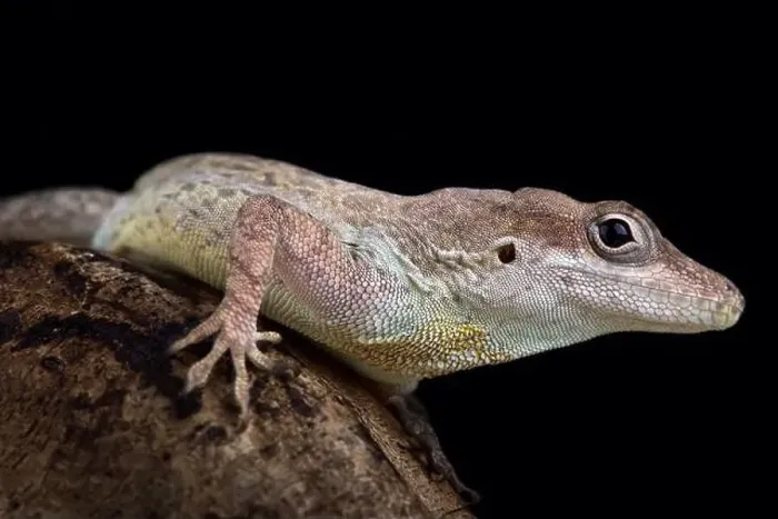 Framed Print : Anguilla bank anole (Ctenonotus gingivinus)
