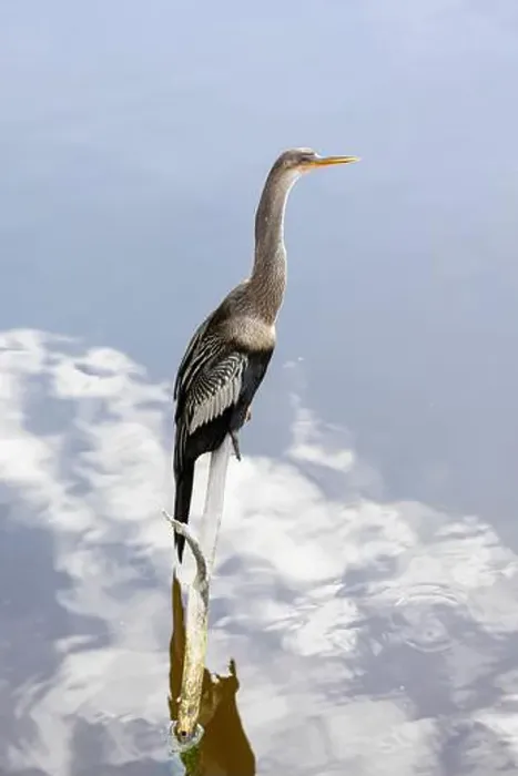 Framed Print : Anhinga, Anhinga anhinga, perched on a branch over water in South Carolina, USA Framed Print : Anhinga, Anhinga anhinga, perched on a branch over water in South Carolina, USA