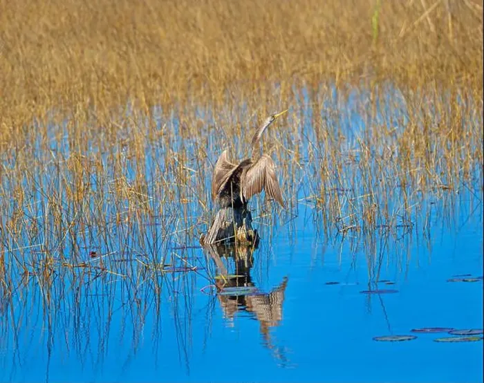 Framed Print : Anhinga Drying its Wings in the Sun in the St Marks National Willdife Refuge in Florida Framed Print : Anhinga Drying its Wings in the Sun in the St Marks National Willdife Refuge in Florida