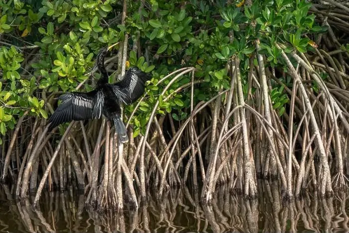 Framed Print : Anhinga, Merritt Island National Wildlife Refuge, Florida Framed Print : Anhinga, Merritt Island National Wildlife Refuge, Florida