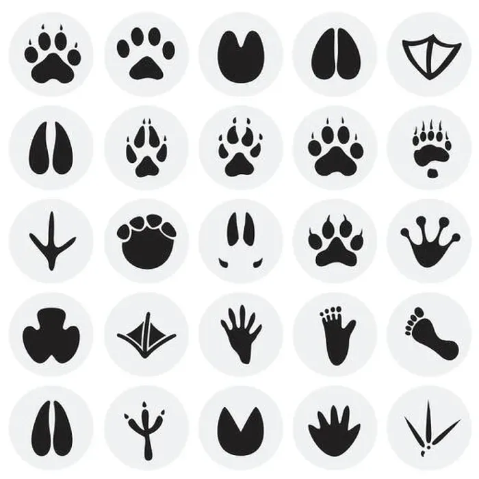Framed Print : Animal foot prints icons set on circles background for graphic and web design