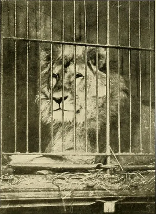 Framed Print : Animal Life and the World of Nature (1902) is a natural history magazine that covers a broad range of animal species Framed Print : Animal Life and the World of Nature (1902) is a natural history magazine that covers a broad range of animal species