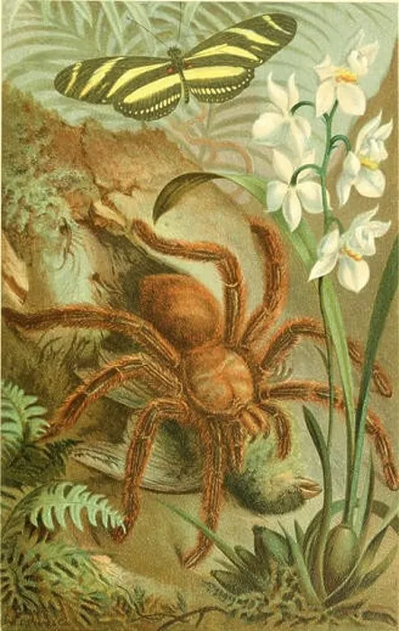 Framed Print : Animate creation : popular edition of Our living world : a natural history