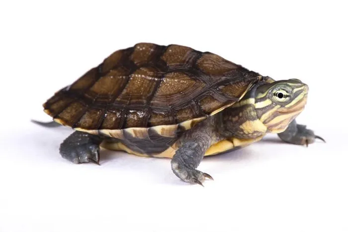 Framed Print : Annam leaf turtle, Mauremys annamensis