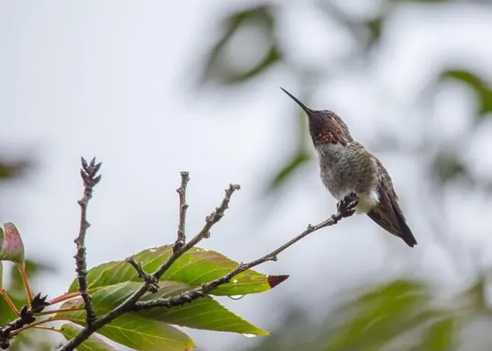 Framed Print : Anna's hummingbird (Calypte anna) spotted outdoors in San Francisco Framed Print : Anna's hummingbird (Calypte anna) spotted outdoors in San Francisco