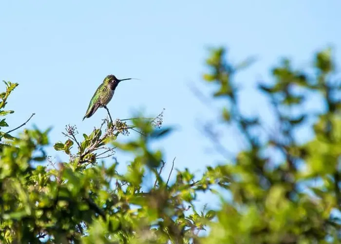 Framed Print : Anna's hummingbird (Calypte anna) spotted outdoors in San Francisco Framed Print : Anna's hummingbird (Calypte anna) spotted outdoors in San Francisco