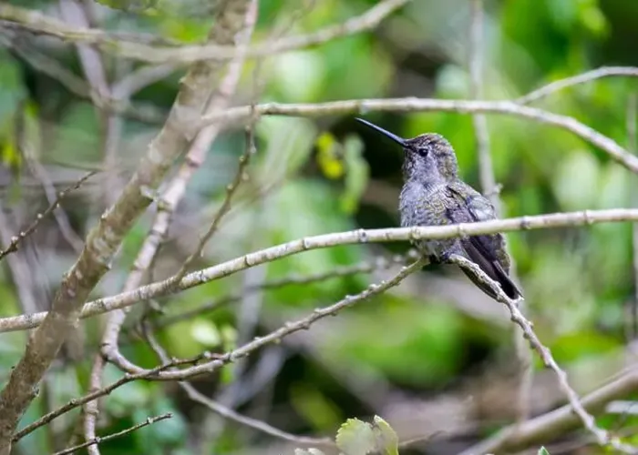 Framed Print : Anna's hummingbird (Calypte anna) spotted outdoors in San Francisco Framed Print : Anna's hummingbird (Calypte anna) spotted outdoors in San Francisco