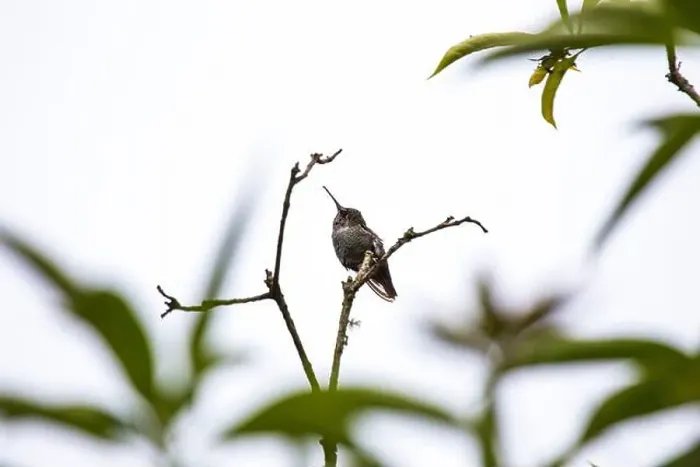 Framed Print : Anna's hummingbird (Calypte anna) spotted outdoors in San Francisco Framed Print : Anna's hummingbird (Calypte anna) spotted outdoors in San Francisco