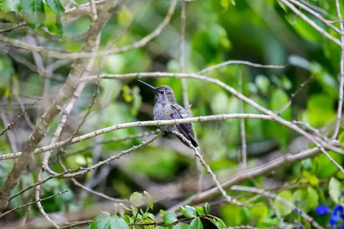 Framed Print : Anna's hummingbird (Calypte anna) spotted outdoors in San Francisco Framed Print : Anna's hummingbird (Calypte anna) spotted outdoors in San Francisco
