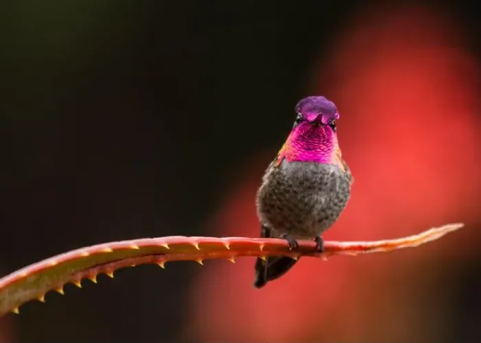 Framed Print : Anna's hummingbird (Calypte anna) spotted outdoors in San Francisco Framed Print : Anna's hummingbird (Calypte anna) spotted outdoors in San Francisco