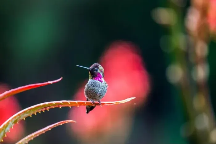 Framed Print : Anna's hummingbird (Calypte anna) spotted outdoors in San Francisco Framed Print : Anna's hummingbird (Calypte anna) spotted outdoors in San Francisco