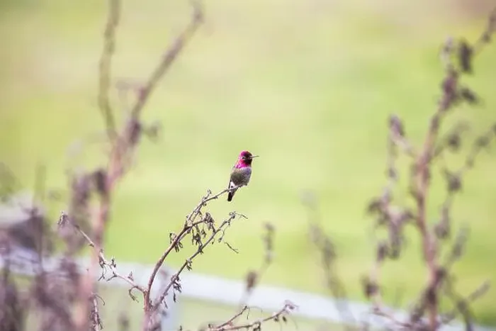 Framed Print : Anna's hummingbird (Calypte anna) spotted outdoors in San Francisco Framed Print : Anna's hummingbird (Calypte anna) spotted outdoors in San Francisco