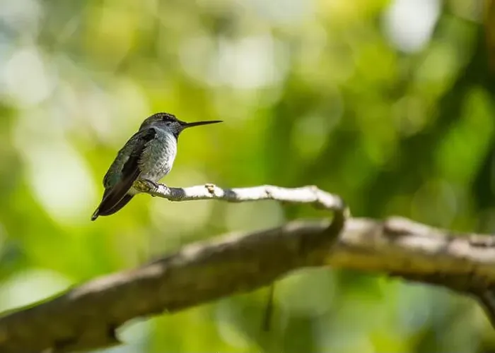 Framed Print : Anna's hummingbird (Calypte anna) spotted outdoors in San Francisco Framed Print : Anna's hummingbird (Calypte anna) spotted outdoors in San Francisco
