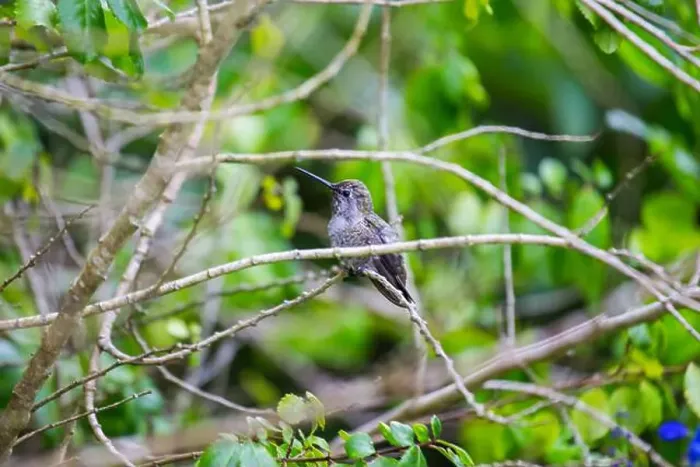 Framed Print : Anna's hummingbird (Calypte anna) spotted outdoors in San Francisco Framed Print : Anna's hummingbird (Calypte anna) spotted outdoors in San Francisco