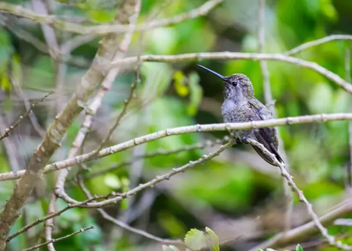 Framed Print : Anna's hummingbird (Calypte anna) spotted outdoors in San Francisco Framed Print : Anna's hummingbird (Calypte anna) spotted outdoors in San Francisco