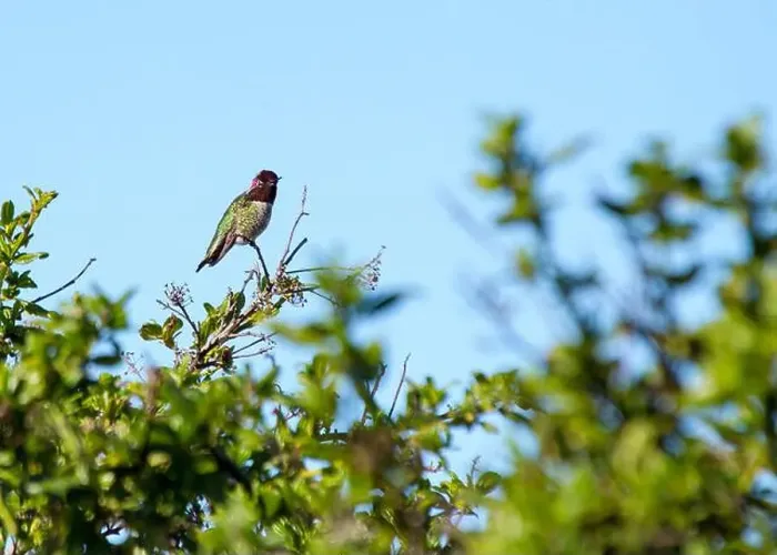 Framed Print : Anna's hummingbird (Calypte anna) spotted outdoors in San Francisco Framed Print : Anna's hummingbird (Calypte anna) spotted outdoors in San Francisco
