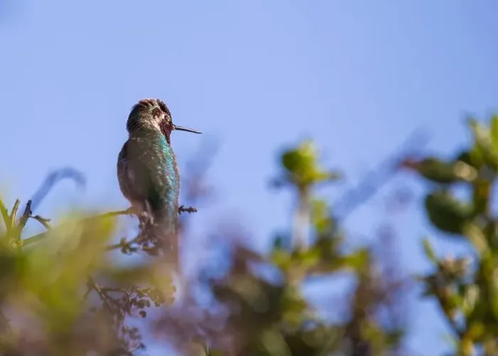 Framed Print : Anna's hummingbird (Calypte anna) spotted outdoors in San Francisco Framed Print : Anna's hummingbird (Calypte anna) spotted outdoors in San Francisco