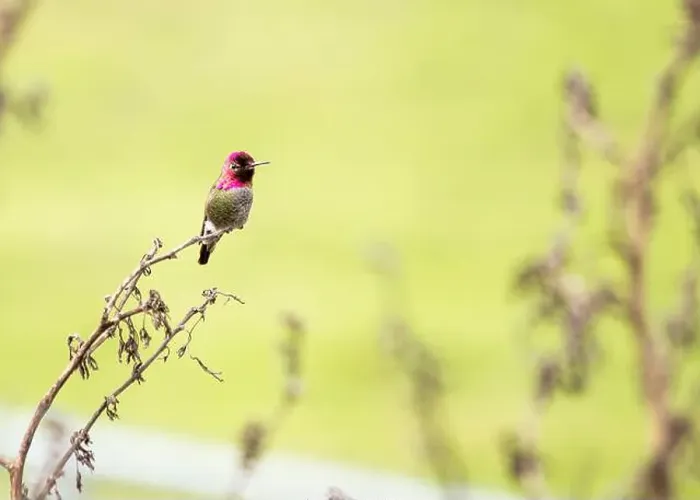 Framed Print : Anna's hummingbird (Calypte anna) spotted outdoors in San Francisco Framed Print : Anna's hummingbird (Calypte anna) spotted outdoors in San Francisco