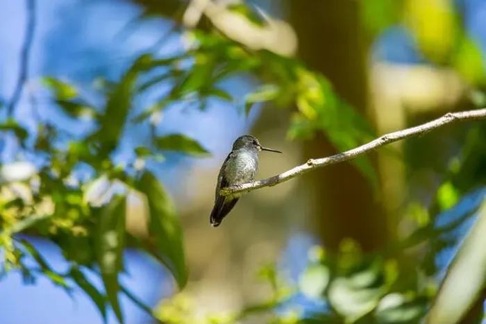 Framed Print : Anna's hummingbird (Calypte anna) spotted outdoors in San Francisco Framed Print : Anna's hummingbird (Calypte anna) spotted outdoors in San Francisco