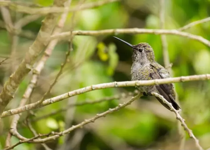 Framed Print : Anna's hummingbird (Calypte anna) spotted outdoors in San Francisco Framed Print : Anna's hummingbird (Calypte anna) spotted outdoors in San Francisco