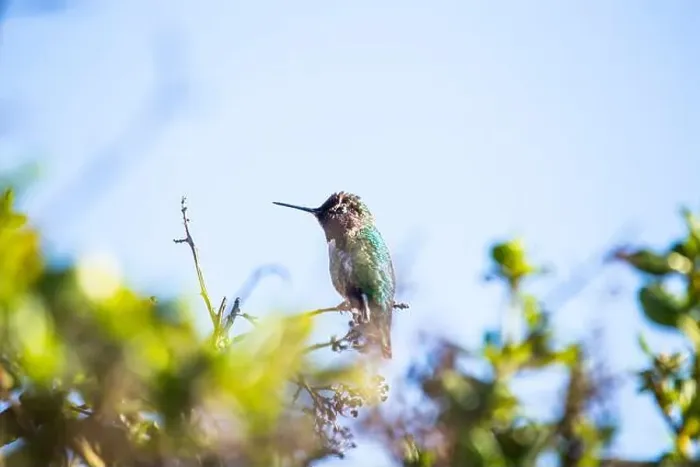 Framed Print : Anna's hummingbird (Calypte anna) spotted outdoors in San Francisco Framed Print : Anna's hummingbird (Calypte anna) spotted outdoors in San Francisco