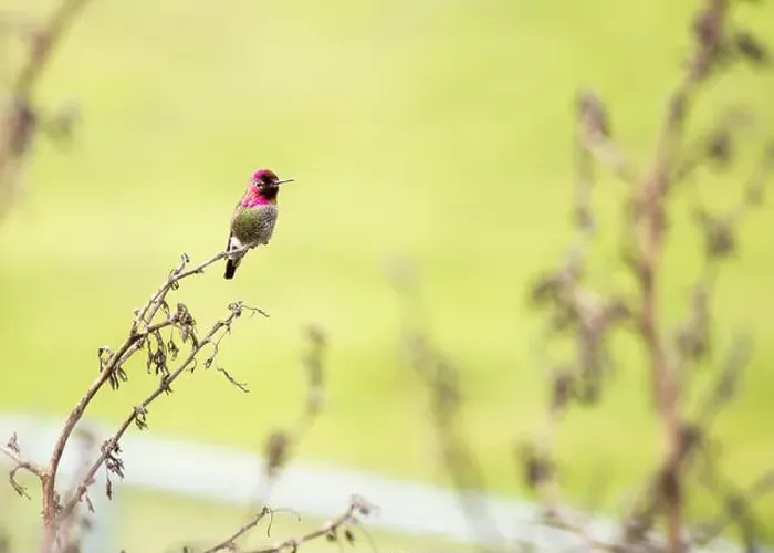 Framed Print : Anna's hummingbird (Calypte anna) spotted outdoors in San Francisco Framed Print : Anna's hummingbird (Calypte anna) spotted outdoors in San Francisco
