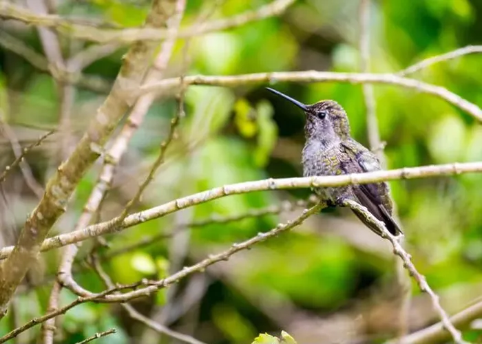 Framed Print : Anna's hummingbird (Calypte anna) spotted outdoors in San Francisco Framed Print : Anna's hummingbird (Calypte anna) spotted outdoors in San Francisco