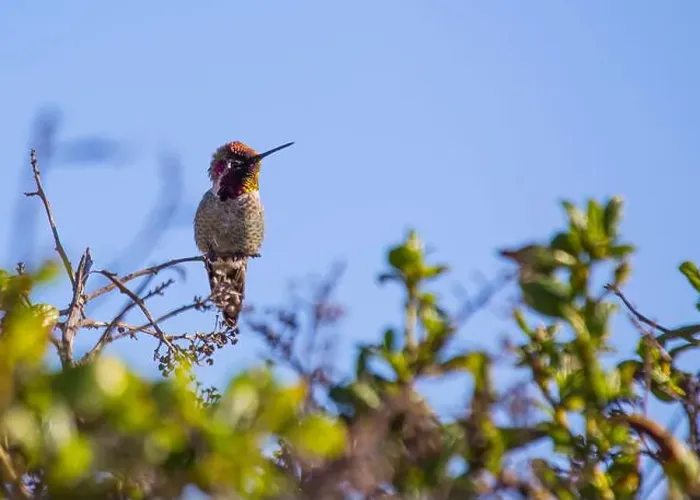 Framed Print : Anna's hummingbird (Calypte anna) spotted outdoors in San Francisco Framed Print : Anna's hummingbird (Calypte anna) spotted outdoors in San Francisco