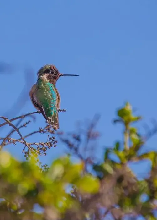 Framed Print : Anna's hummingbird (Calypte anna) spotted outdoors in San Francisco Framed Print : Anna's hummingbird (Calypte anna) spotted outdoors in San Francisco
