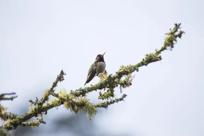 Framed Print : Anna's hummingbird (Calypte anna) spotted outdoors in San Francisco Framed Print : Anna's hummingbird (Calypte anna) spotted outdoors in San Francisco