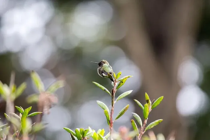 Framed Print : Anna's hummingbird (Calypte anna) spotted outdoors in San Francisco Framed Print : Anna's hummingbird (Calypte anna) spotted outdoors in San Francisco