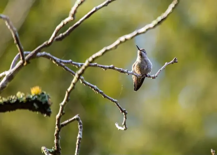 Framed Print : Anna's hummingbird (Calypte anna) spotted outdoors in San Francisco Framed Print : Anna's hummingbird (Calypte anna) spotted outdoors in San Francisco