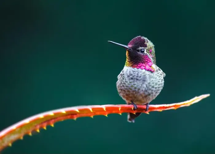Framed Print : Anna's hummingbird (Calypte anna) spotted outdoors in San Francisco Framed Print : Anna's hummingbird (Calypte anna) spotted outdoors in San Francisco