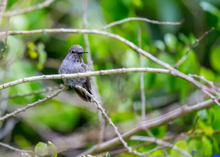 Framed Print : Anna's hummingbird (Calypte anna) spotted outdoors in San Francisco Framed Print : Anna's hummingbird (Calypte anna) spotted outdoors in San Francisco