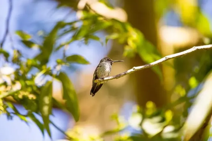 Framed Print : Anna's hummingbird (Calypte anna) spotted outdoors in San Francisco Framed Print : Anna's hummingbird (Calypte anna) spotted outdoors in San Francisco