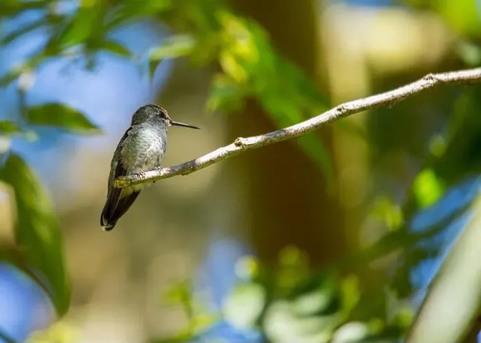 Framed Print : Anna's hummingbird (Calypte anna) spotted outdoors in San Francisco Framed Print : Anna's hummingbird (Calypte anna) spotted outdoors in San Francisco