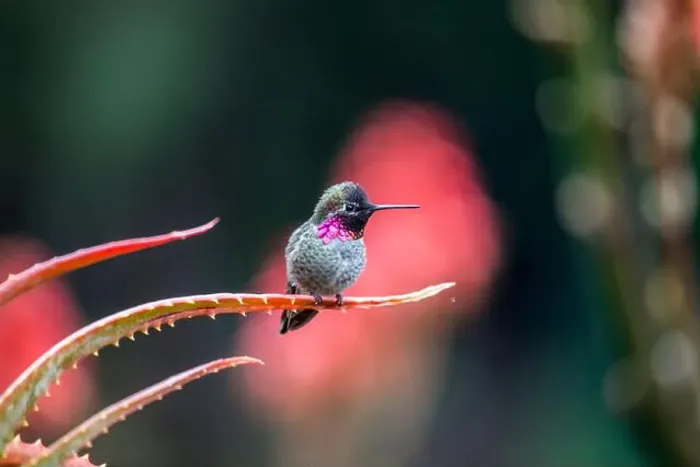 Framed Print : Anna's hummingbird (Calypte anna) spotted outdoors in San Francisco Framed Print : Anna's hummingbird (Calypte anna) spotted outdoors in San Francisco