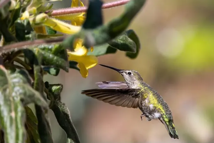 Framed Print : Anna's hummingbird feeding on yellow flowers Framed Print : Anna's hummingbird feeding on yellow flowers