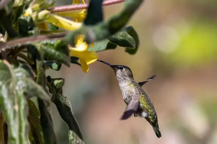 Framed Print : Anna's hummingbird feeding on yellow flowers Framed Print : Anna's hummingbird feeding on yellow flowers
