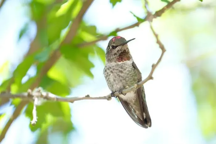 Framed Print : An Anna's hummingbird watches me curiously from her perch near the feeder in my yard in Ashland, Oregon Framed Print : An Anna's hummingbird watches me curiously from her perch near the feeder in my yard in Ashland, Oregon