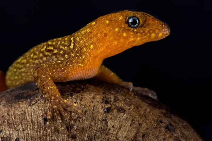 Framed Print : Annulated gecko, Gonatodes annularis Framed Print : Annulated gecko, Gonatodes annularis