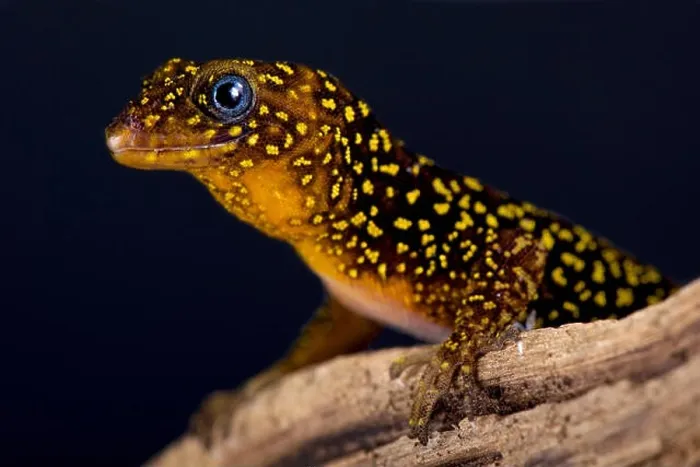 Framed Print : The Annulated gecko (Gonatodes annularis) Framed Print : The Annulated gecko (Gonatodes annularis)