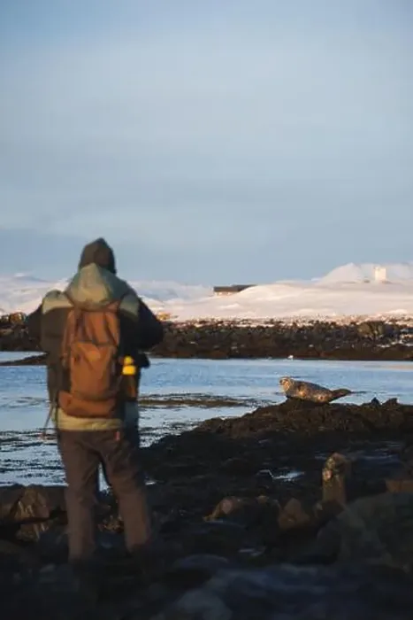 Framed Print : Anonymous hiker observing a seal on the rocky Icelandic coast with a picturesque snowy backdrop under the soft glow of Framed Print : Anonymous hiker observing a seal on the rocky Icelandic coast with a picturesque snowy backdrop under the soft glow of