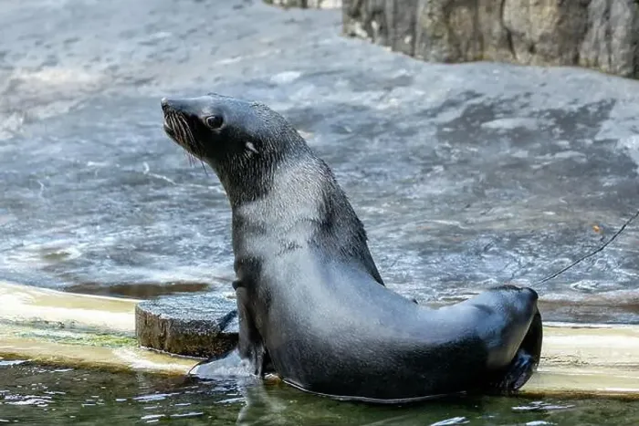 Framed Print : The Antarctic Fur Seal (Arctocephalus gazella) feeds on fish and krill Framed Print : The Antarctic Fur Seal (Arctocephalus gazella) feeds on fish and krill
