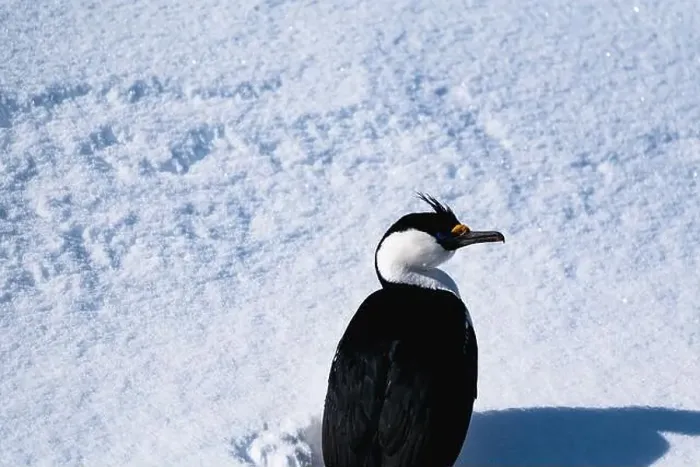 Framed Print : Antarctic shag (Leucocarbo bransfieldensis). Antarctica. Seabird Framed Print : Antarctic shag (Leucocarbo bransfieldensis). Antarctica. Seabird