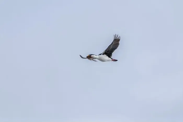 Framed Print : Antarctic Shag -Leucocarbo bransfieldensis- flying and carrying Framed Print : Antarctic Shag -Leucocarbo bransfieldensis- flying and carrying