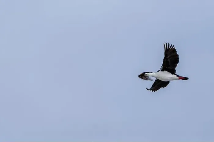 Framed Print : Antarctic Shag -Leucocarbo bransfieldensis- flying and carrying Framed Print : Antarctic Shag -Leucocarbo bransfieldensis- flying and carrying