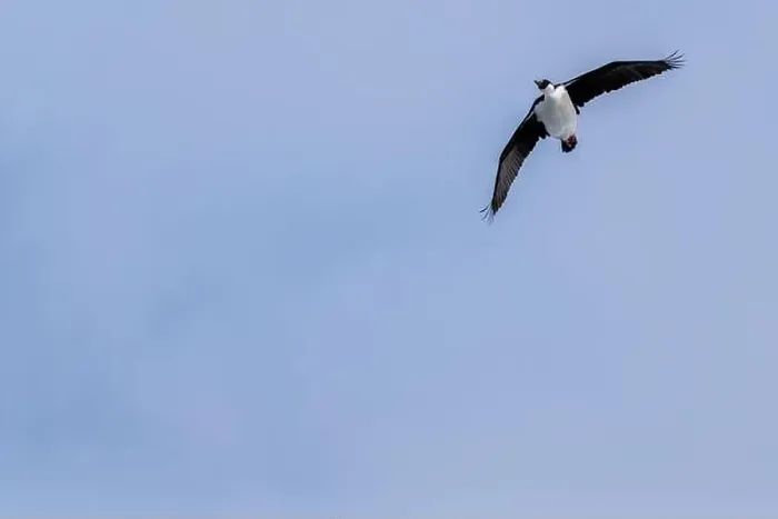 Framed Print : Antarctic shag (Leucocarbo bransfieldensis) flying in the sky. A Framed Print : Antarctic shag (Leucocarbo bransfieldensis) flying in the sky. A