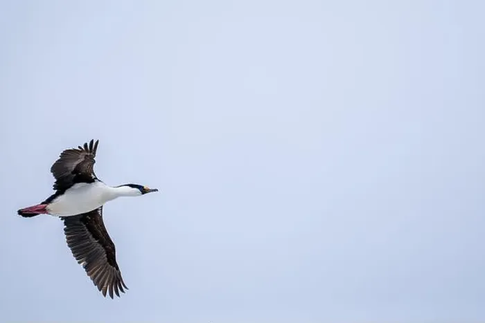 Framed Print : Antarctic shag (Leucocarbo bransfieldensis) flying in the sky. A Framed Print : Antarctic shag (Leucocarbo bransfieldensis) flying in the sky. A