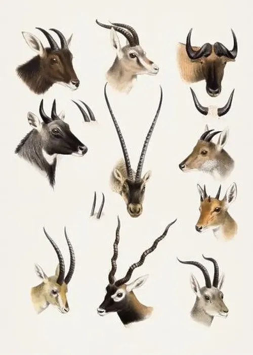 Framed Print : Antelopes and gazelles. Antique Animal illustration. Beatiful animals of India, Burma and Tibet Framed Print : Antelopes and gazelles. Antique Animal illustration. Beatiful animals of India, Burma and Tibet
